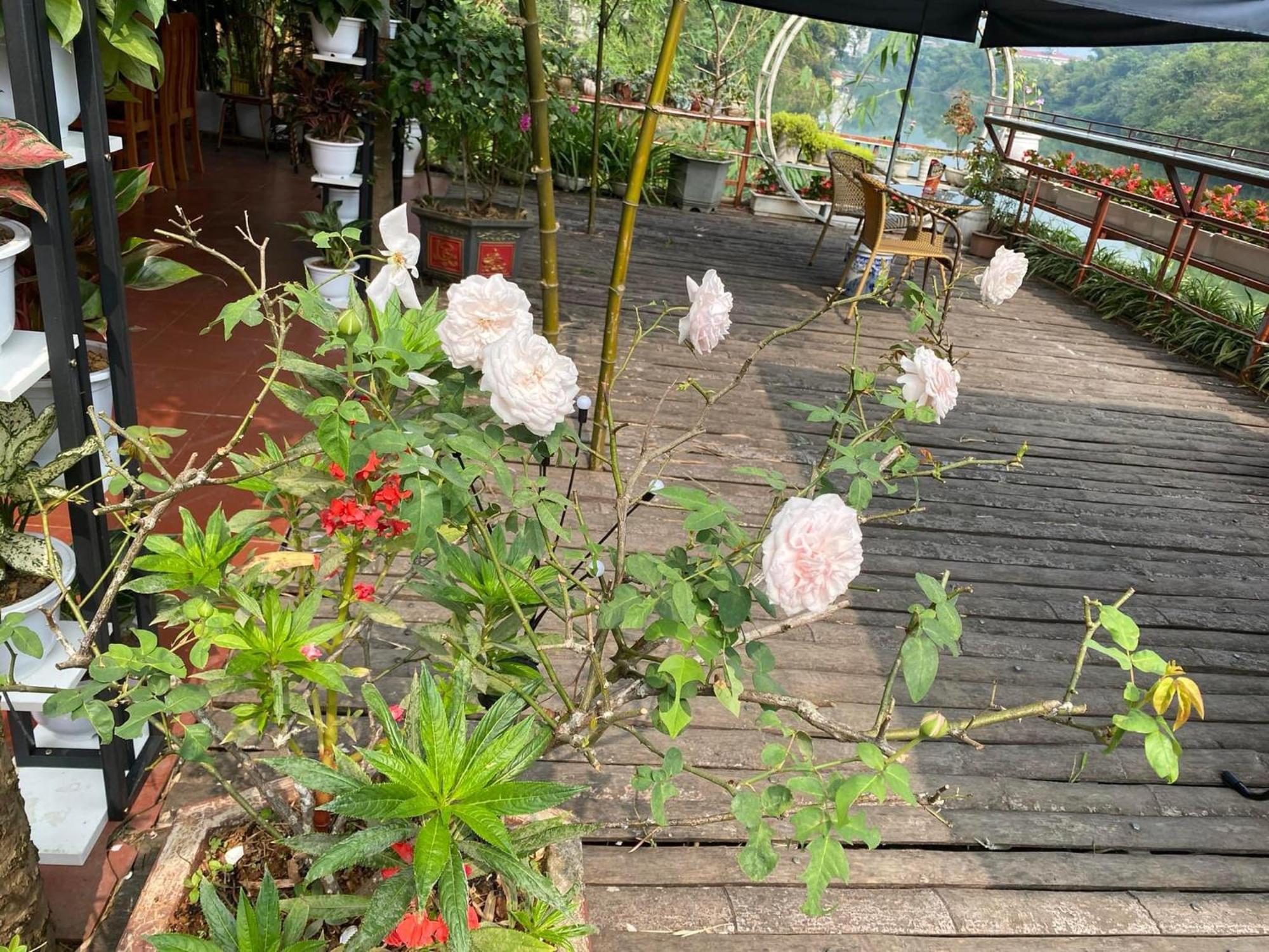 Garden Villa Homestay And Tour Motorbike&Car For Rent Ha Giang Dış mekan fotoğraf